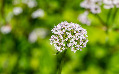Alpine valerian - valeriane in the Swiss alps