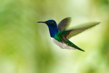 White-necked jacobin - Florisuga mellivora also great jacobin or collared hummingbird, Mexico, Peru, Bolivia and south Brazil, Tobago, Trinidad, flying and feedind blue and green bird, white tail