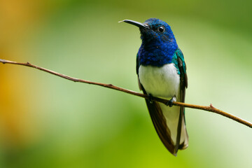 White-necked jacobin - Florisuga mellivora also great jacobin or collared hummingbird, Mexico, Peru, Bolivia and south Brazil, Tobago, Trinidad, flying and feedind blue and green bird, white tail
