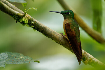 Fawn-breasted Brilliant - Heliodoxa rubinoides hummingbird, bird native to South America, in Bolivia, Colombia, Ecuador and Peru, also called lilac-throated brilliant and brillante pechigamuza