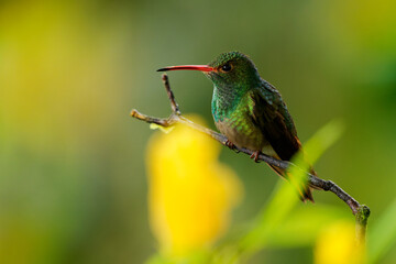 Rufous-tailed Hummingbird - Amazilia tzacatl medium-sized hummingbird, green and red-brown bird sitting in the rainforest in Ecuador with colorful yellow and green flower background