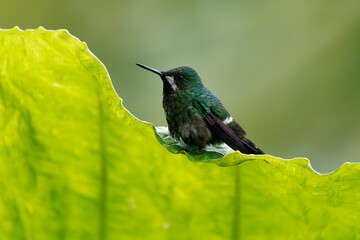 Green Thorntail - Discosura conversii small hummingbird in the brilliants, tribe Lesbiini of subfamily Lesbiinae, green bird found in Colombia, Costa Rica, Ecuador and Panama