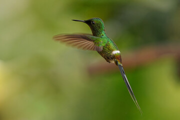 Fototapeta na wymiar Green Thorntail - Discosura conversii small hummingbird in the brilliants, tribe Lesbiini of subfamily Lesbiinae, green bird found in Colombia, Costa Rica, Ecuador and Panama