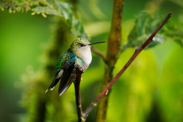 Crowned woodnymph - Thalurania colombica green and blue bird in hummingbird family Trochilidae, found in Belize and Guatemala to Peru, blue and green shiny bird on the green background