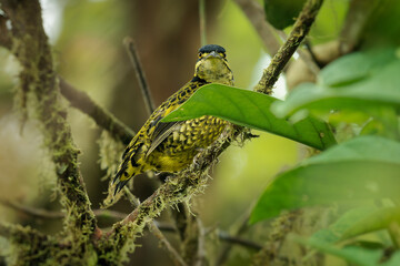Scaled Fruiteater - Ampelioides tschudii yellow bird in the tree, Cotingidae genus Ampelioides, found in Bolivia, Colombia, Ecuador, Peru and Venezuela in subtropical or tropical moist montane forests