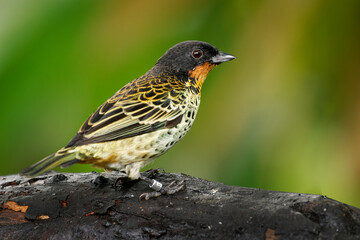 Fototapeta premium Rufous-throated Tanager - Ixothraupis rufigula bird in Thraupidae, found in Colombia and Ecuador in subtropical or tropical moist montane forests and heavily degraded former forest, green background