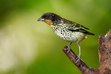 Rufous-throated Tanager - Ixothraupis rufigula bird in Thraupidae, found in Colombia and Ecuador in subtropical or tropical moist montane forests and heavily degraded former forest, green background