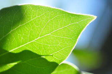 Fototapeta na wymiar leaf detail