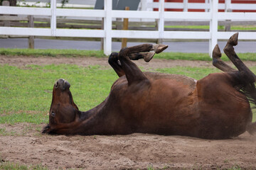 horse laying down being silly