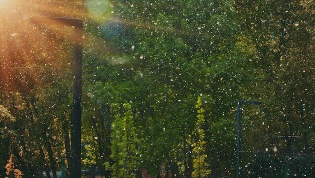 Flying white fluffy natural lightweight pollen of poplar green trees in urban park blossoming plants seasonal allergic downy soft fluff spinning swirl in spring summer hot weather sunlight background