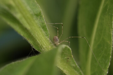 spider on leaf