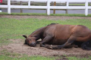 Horse laying in grass