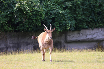 two horned spiraled antelope deer