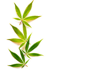 Cannabis leaves (five fingers)