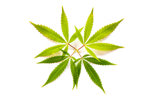 Cannabis leaves (five fingers)