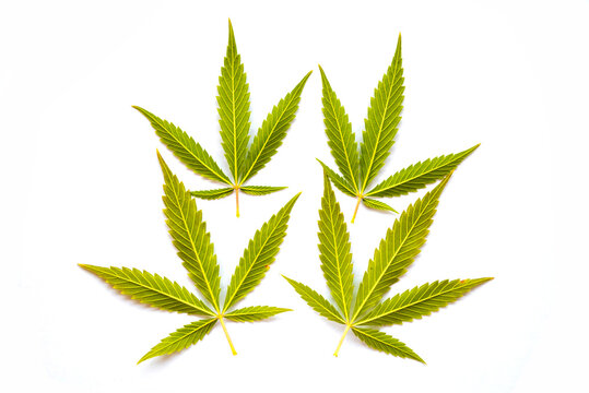 Cannabis leaves (five fingers) Back view