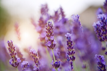 Lavender bushes closeup on sunset. Sunset gleam over purple flowers of lavender