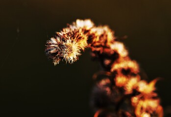 caterpillar on a branch © Jack