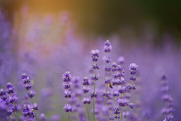 Lavender bushes closeup on sunset. Sunset gleam over purple flowers of lavender