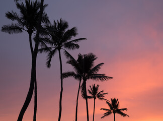 Fototapeta na wymiar palm trees at sunrise