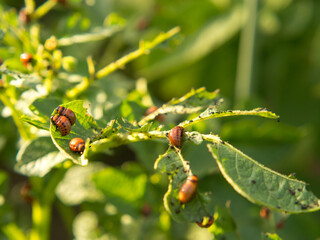 close-up of the Colorado potato beetle and larvae on green potato leaves. pest control