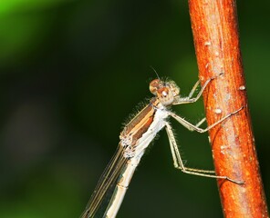 dragonfly on a leaf