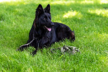 Beautiful black shepherd dog on the grass, on a green background.