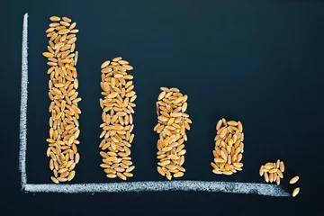 Fotobehang Bar chart of wheat grains, declining world wheat supply. Food crisis and world hunger concept background © DyrElena