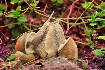 Couple of edible snail in its natural habitat