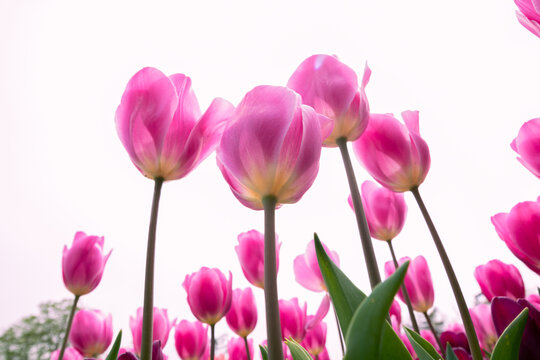 Pink Tulips from low angle view. Spring blossom background photo