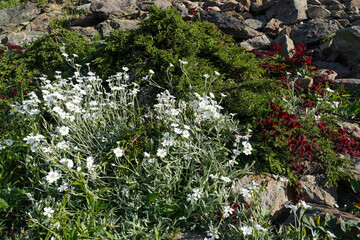 Cerastium tomentosum or Snow in summer, white flowers and moss covering rocks