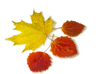 Red aspen leaves on a white background. Maple yellow leaf. Ikibana. Autumn atmosphere. Item from the autumn forest.