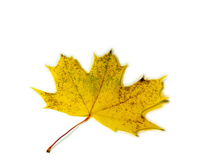 Yellowed maple leaf  on a white background.  Autumn atmosphere. Item from the autumn forest.