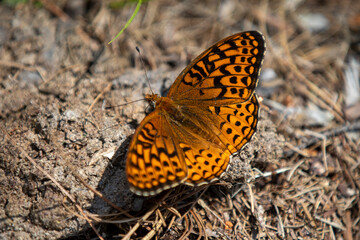 A butterfly (atlantis fritillary) sunning itself in the wild.