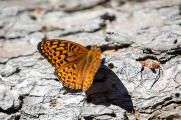 A butterfly (atlantis fritillary) sunning itself in the wild.