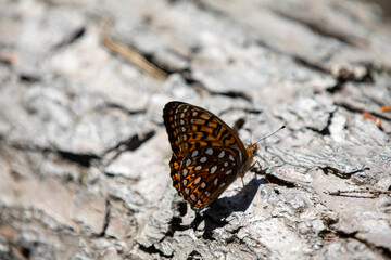 Fototapeta na wymiar A butterfly (atlantis fritillary) sunning itself in the wild.