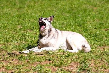 Gray husky lies on green grass