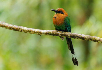 Broad-billed Motmot - Electron platyrhynchum long tailed bird found in Bolivia, Brazil, Colombia,...