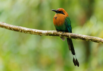 Broad-billed Motmot - Electron platyrhynchum long tailed bird found in Bolivia, Brazil, Colombia, Costa Rica, Ecuador, Honduras, Nicaragua, Panama, Peru. Natural habitats are moist lowland forest