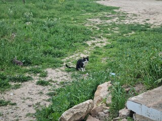 Black and white cat looking at a camera