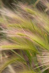 wheat grass in a field