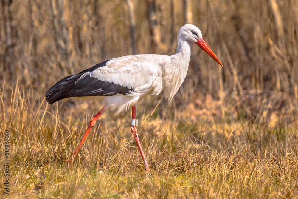 Sticker white stork foraging in summer grassland