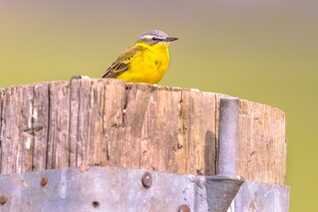 Western yellow wagtail perched on pole