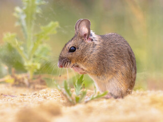 Wood Mouse in Natural Environment with Plants