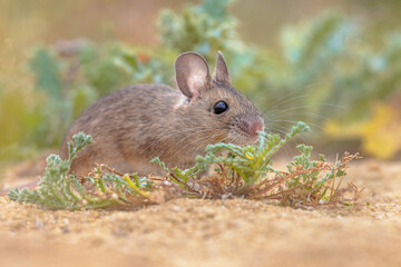 Wood Mouse in Natural Environment with Plants
