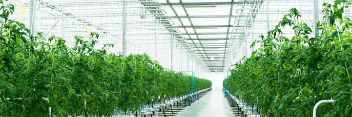 green tomatoes sprout in the greenhouse. Industrial cultivation of tomatoes and herbs. Web banner
