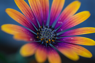 Obraz premium Multi color flower in close up