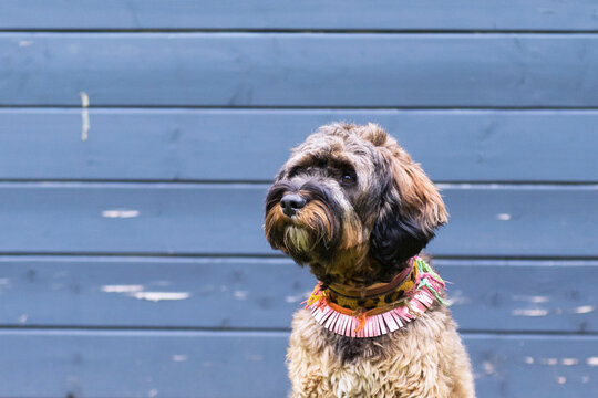 Cockapoo im Hippie Style