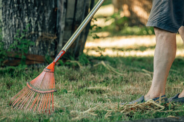 gardener picking or sweeping with rake