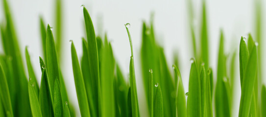 Obraz premium Green grass with dew drops on the tops of the blades of grass.